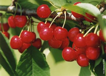 Ciliegie di Marostica mature sull'albero. Frutta rossa fresca e succosa.