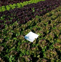 Orto con lattuga verde e rossa. Coltivazione biologica, verdure fresche di stagione.