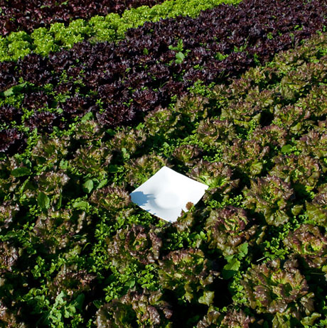 Orto con lattuga verde e rossa. Coltivazione biologica, verdure fresche di stagione.