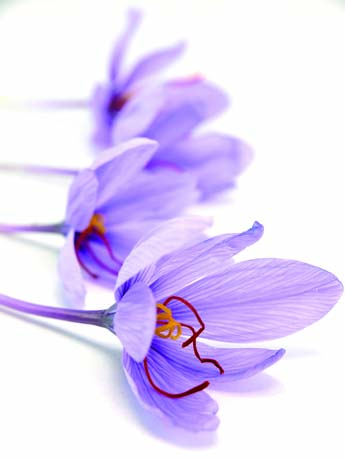 Fiori di zafferano viola con stimmi rossi e pistilli gialli. Crocus sativus.