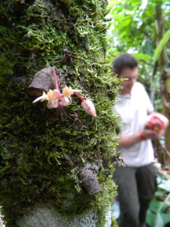 Fiore di cacao su albero muschioso. Coltivazione del cacao, pianta tropicale per cioccolato artigianale.