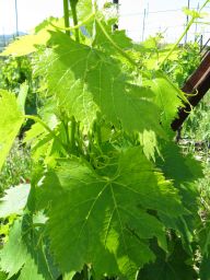 Foglie verdi di vite nel vigneto di Montefeltro. Agricoltura e viticoltura italiana.