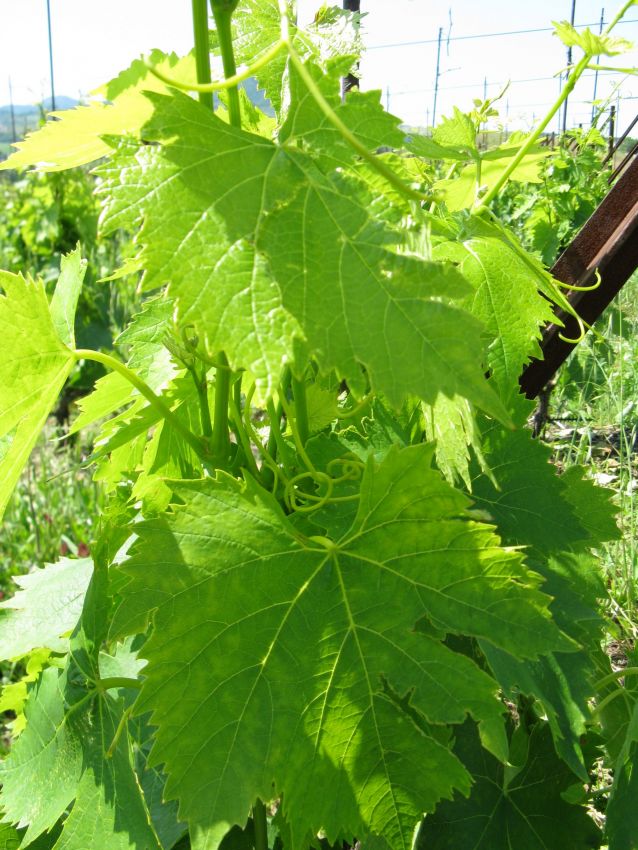 Foglie verdi di vite nel vigneto di Montefeltro. Agricoltura e viticoltura italiana.