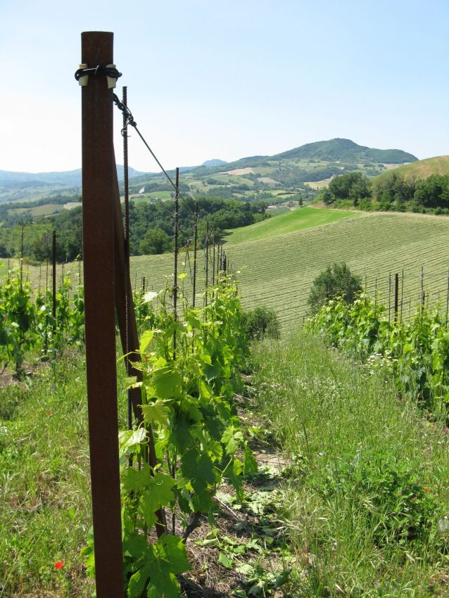 Filari di viti verdi in un vigneto collinare italiano. Paesaggio rurale con viti e natura.