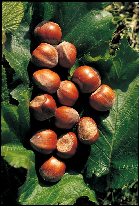 Nocciole fresche su foglia verde. Frutta secca, ingredienti naturali.