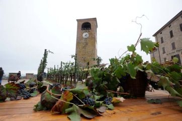 Uva Grasparossa di Castelvetro. Vigneto con torre dell'orologio. Vino rosso frizzante DOP.