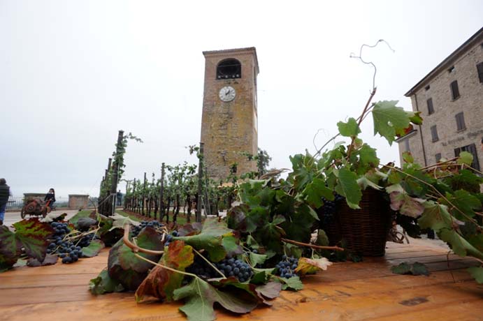 Uva Grasparossa di Castelvetro. Vigneto con torre dell'orologio. Vino rosso frizzante DOP.