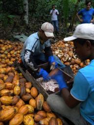 Raccolta e lavorazione del cacao. Agricoltori separano le fave di cacao dai baccelli. Coltivazione sostenibile.