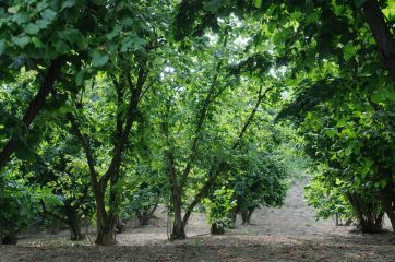 Noccioleto verdeggiante. Alberi di nocciole con foglie rigogliose. Coltivazione di nocciole.