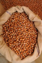 Sacco di nocciole. Nocciole fresche in sacco di iuta. Frutta secca, ingredienti naturali.