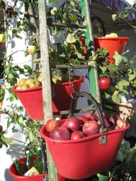 Mele Melinda in cesti rossi su scala di legno. Raccolta mele, frutta fresca.