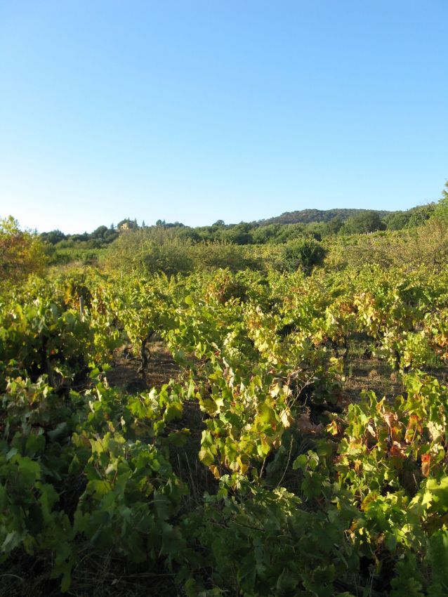 Vigneto siciliano al sole. Filari di viti verdi, cielo azzurro. Paesaggio agricolo in Sicilia.