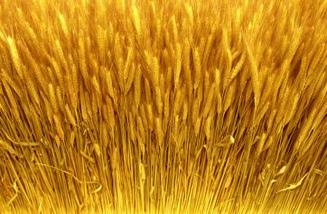 Spighe di grano dorato. Raccolto maturo per panificazione e prodotti da forno.