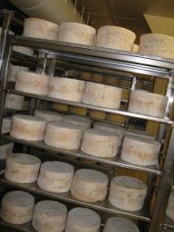 Stagionatura formaggi Mauri. Scaffali con forme di formaggio artigianale. Prodotti caseari italiani.