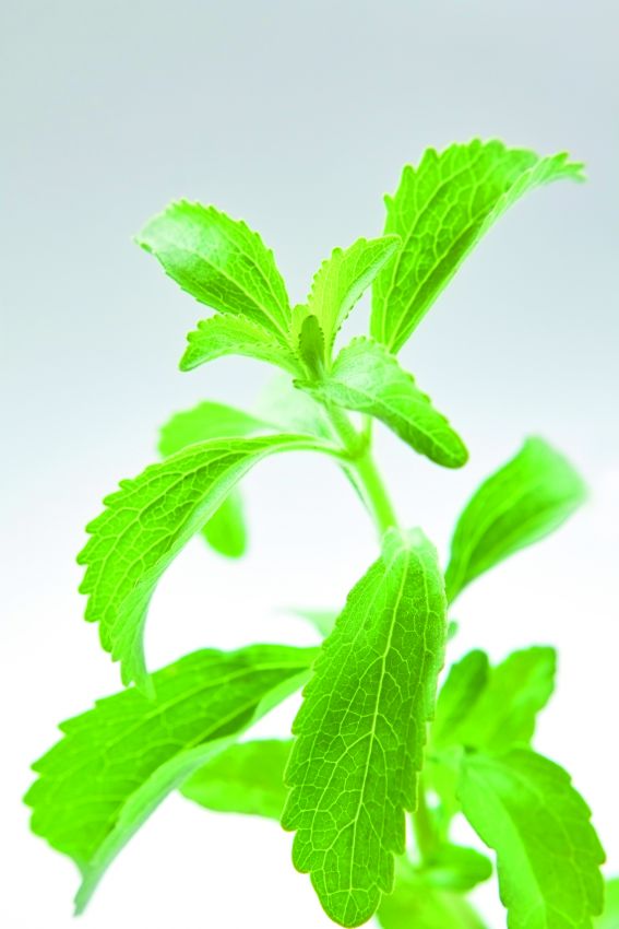 Pianta di stevia verde. Foglie di stevia, dolcificante naturale.