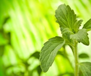 Pianta di stevia su sfondo verde. Dolcificante naturale, alternativa allo zucchero.