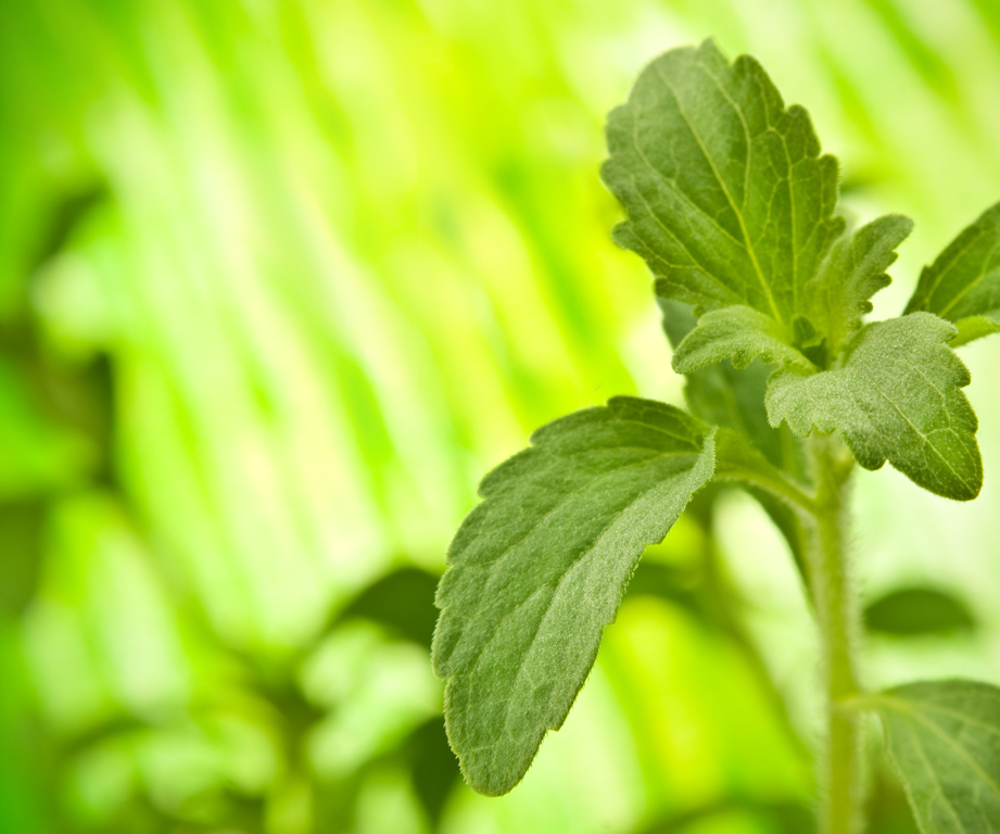 Pianta di stevia su sfondo verde. Dolcificante naturale, alternativa allo zucchero.