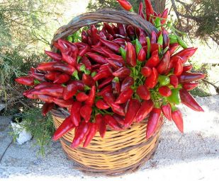 Cesto di vimini pieno di peperoncini rossi e verdi. Raccolta di peperoncino piccante.