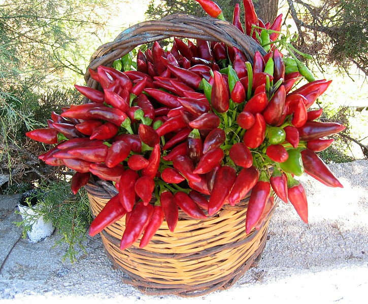 Cesto di vimini pieno di peperoncini rossi e verdi. Raccolta di peperoncino piccante.
