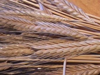 Spighe di grano monococco mature. Cereale antico, agricoltura biologica.