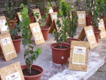 Vivaio di noccioli al Parco della Nocciola. Piante di nocciole in vaso con cartelli informativi.