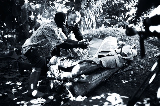 Raccolta cacao: agricoltori selezionano fave di cacao. Processo di produzione del cioccolato artigianale.