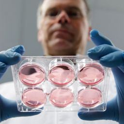 Carne sintetica: scienziato con piastra di coltura cellulare in laboratorio. Innovazione alimentare.