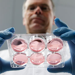 Carne sintetica: scienziato con piastra di coltura cellulare in laboratorio. Innovazione alimentare.