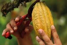 Raccolta del cacao: mani tagliano frutto maturo. Coltivazione cacao, produzione cioccolato.