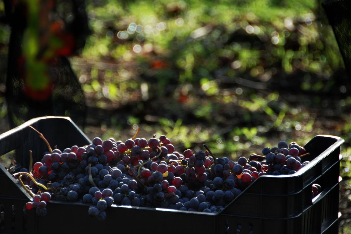 Cassa di uva rossa durante la vendemmia. Raccolta dell'uva.