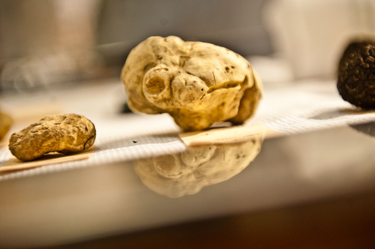 Tartufi pregiati. Primo piano di tartufo bianco e nero, riflesso su superficie lucida. Cucina gourmet.