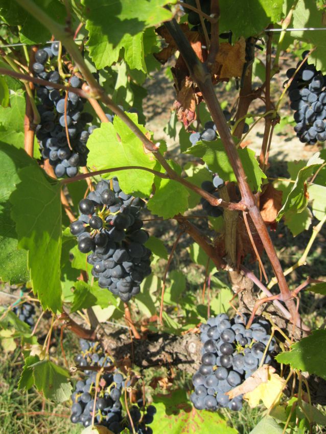 Grappoli d'uva nera matura su vite con foglie verdi. Vendemmia, viticoltura.
