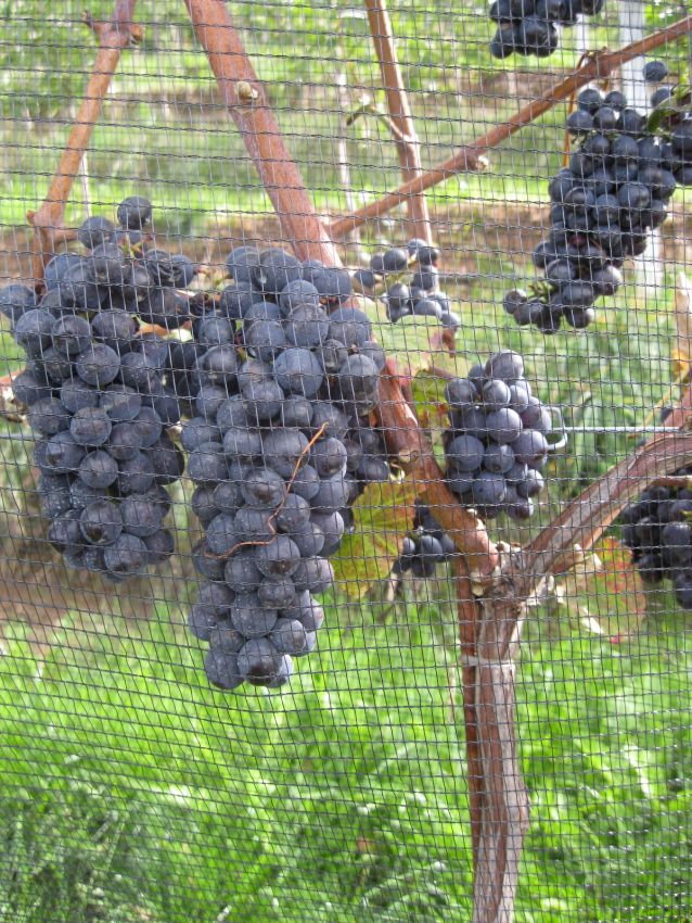 Grappoli di uva Pinot Nero matura su vite. Vendemmia, viticoltura italiana.