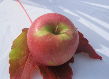 Mela rossa su foglia autunnale. Frutta fresca e sana di stagione.