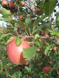 Mela rossa matura su albero di mele. Frutta fresca, foglie verdi. Raccolta mele, agricoltura biologica.