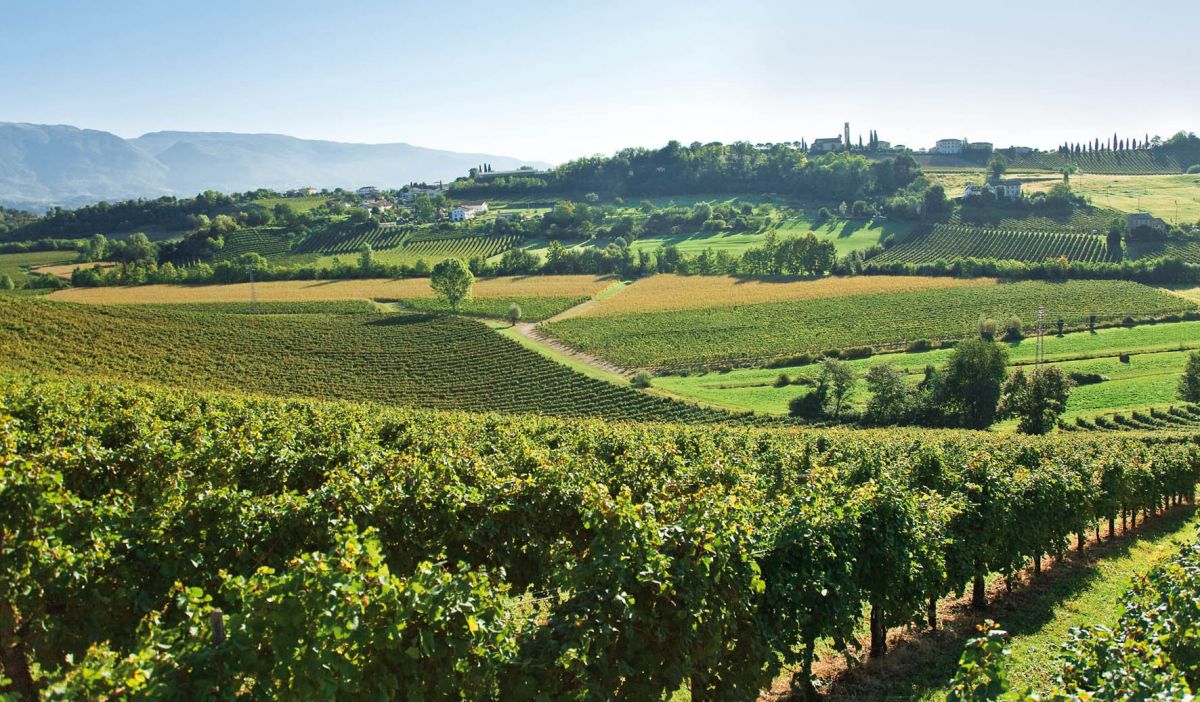 Paesaggio collinare italiano con vigneti, cielo sereno e montagne sullo sfondo. Natura e agricoltura.