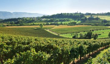 Paesaggio collinare italiano con vigneti, cielo sereno e montagne sullo sfondo. Natura e agricoltura.