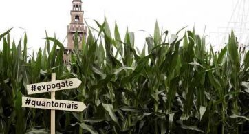 Campo di mais con cartelli #expogate e #quantomais. Sforzesco sullo sfondo. Agricoltura e ambiente.