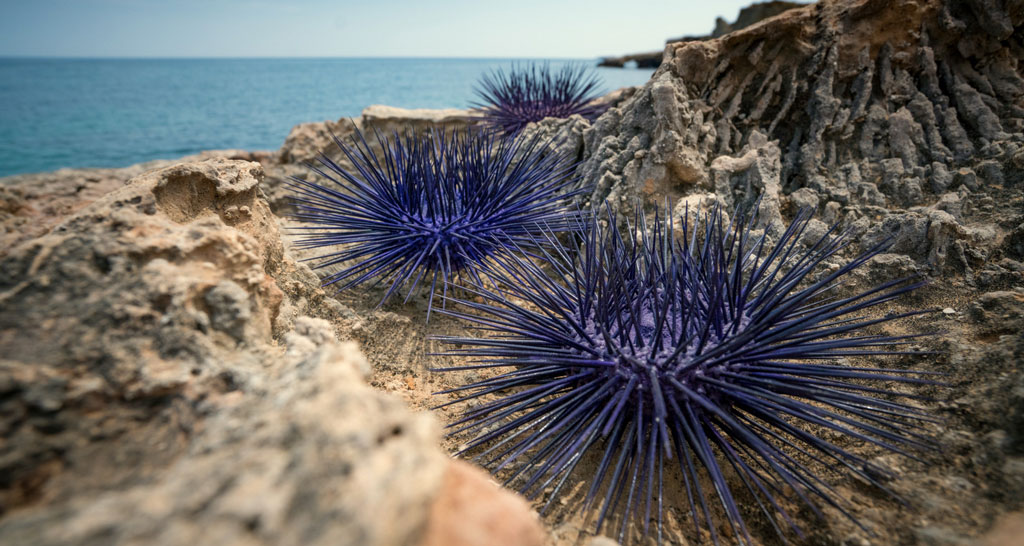 Ricci di mare viola su scogli al mare. Fauna marina, costa rocciosa. Natura mediterranea.