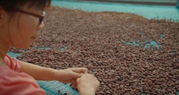 Donna seleziona fave di cacao. Raccolta e lavorazione del cacao per cioccolato artigianale. Cacao Trace sostenibile.