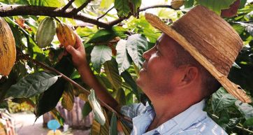 Raccolta cacao: coltivatore con cappello esamina baccelli di cacao maturi sull'albero.