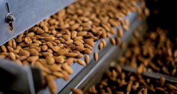 Mandorle di Campobasso in lavorazione. Frutta secca, processo industriale.