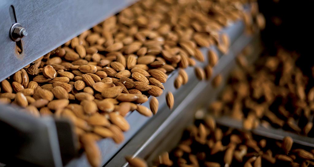 Mandorle di Campobasso in lavorazione. Frutta secca, processo industriale.