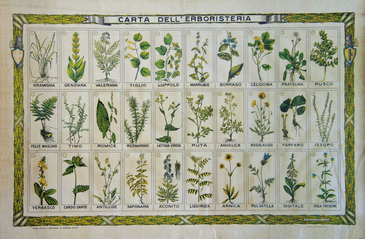 Carta dell'erboristeria antica. Illustrazione botanica di piante officinali come liquirizia, arnica e rosmarino. Erbe per bagne.