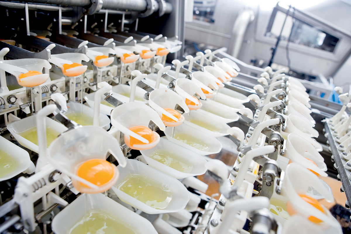 Macchinario sgusciatrice uova Cascina Italia. Innovazione e filiera per l'industria alimentare.