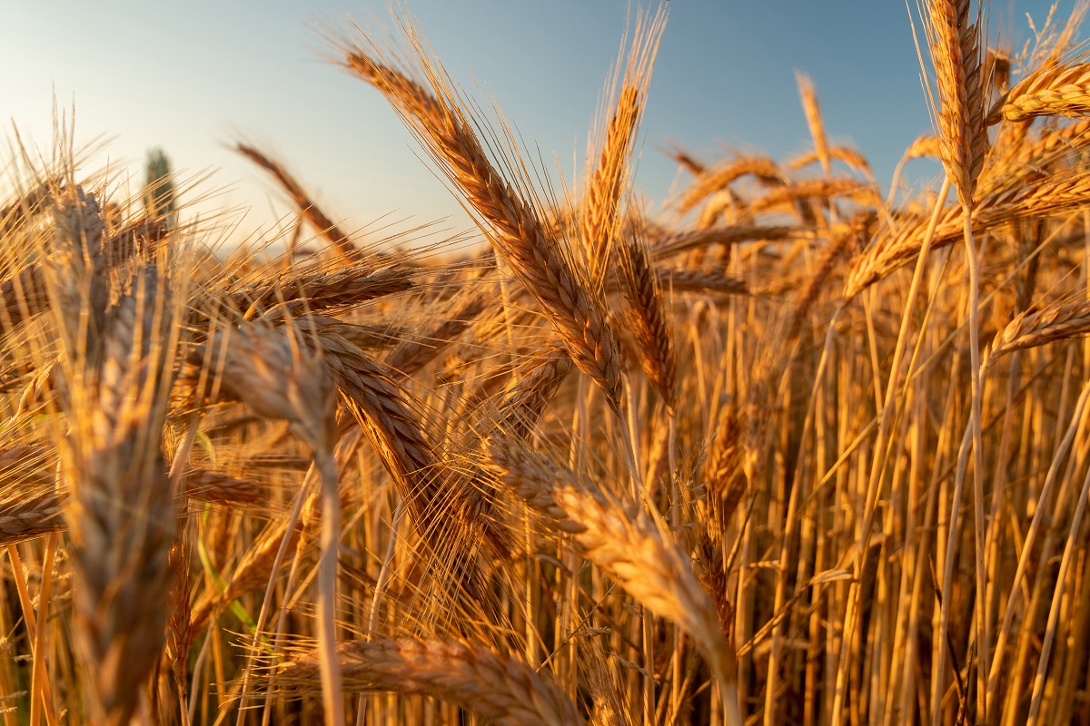 Campo di frumento dorato. Quotazioni e mercato del frumento. Italmopa e filiera del grano.