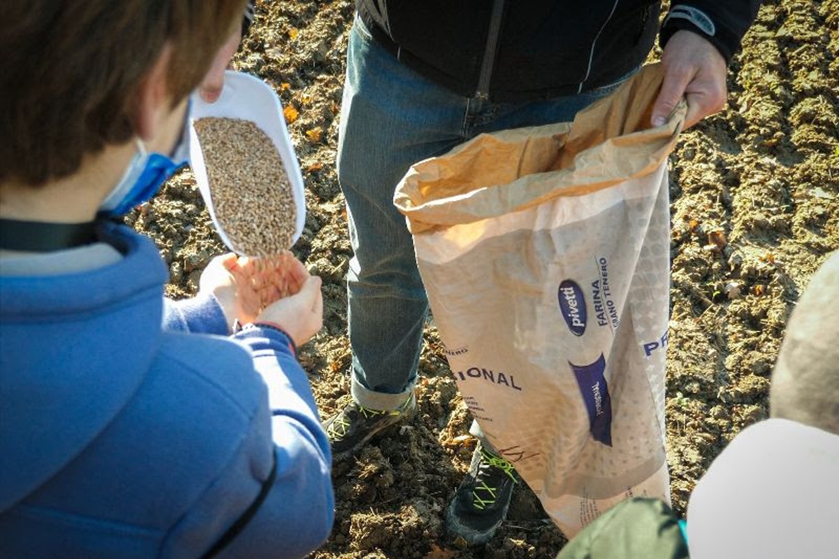 Al via ‘Adotta un campo di grano’ di Molini Pivetti: oltre 250 bambini in campo